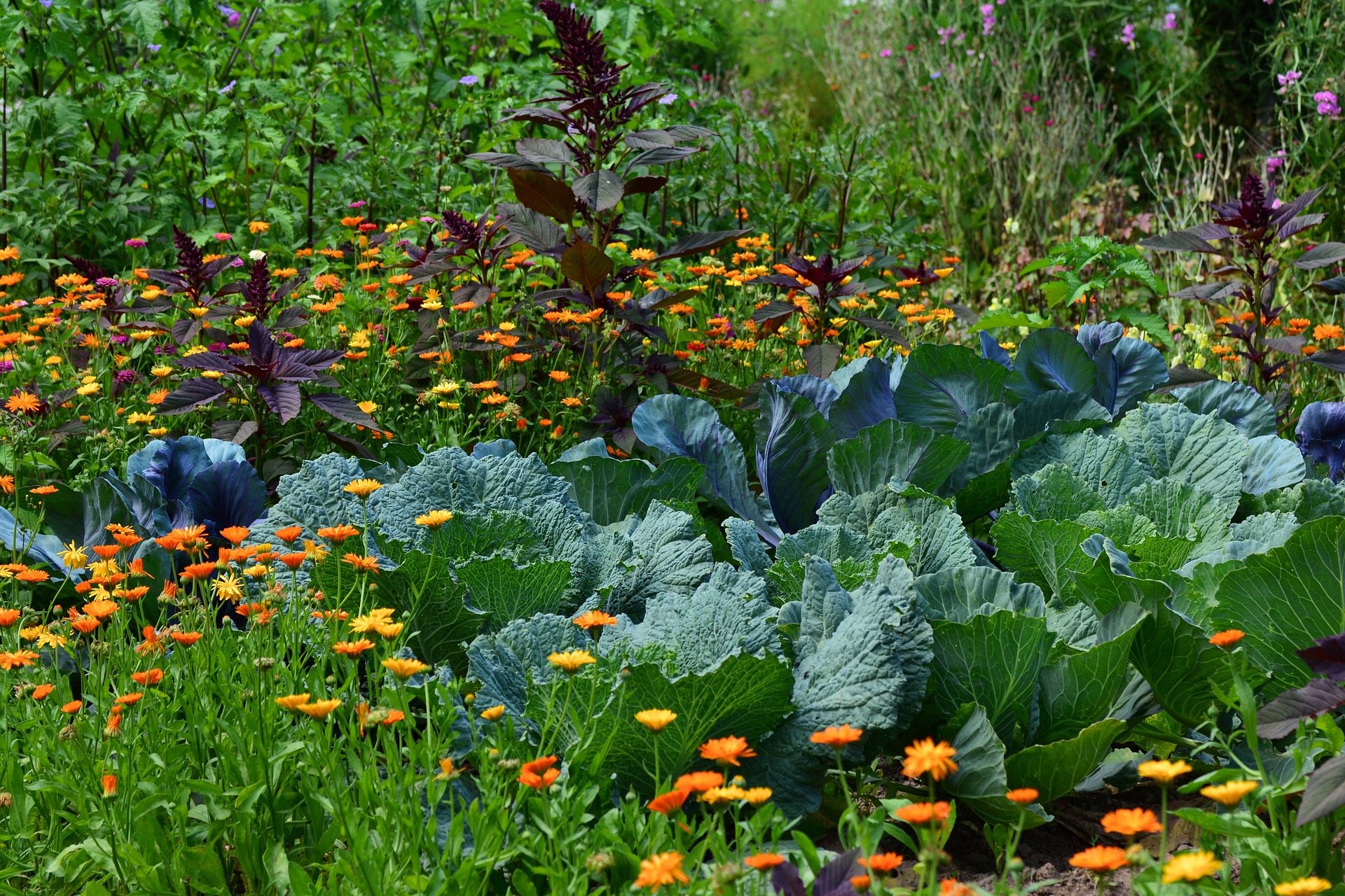 image potager